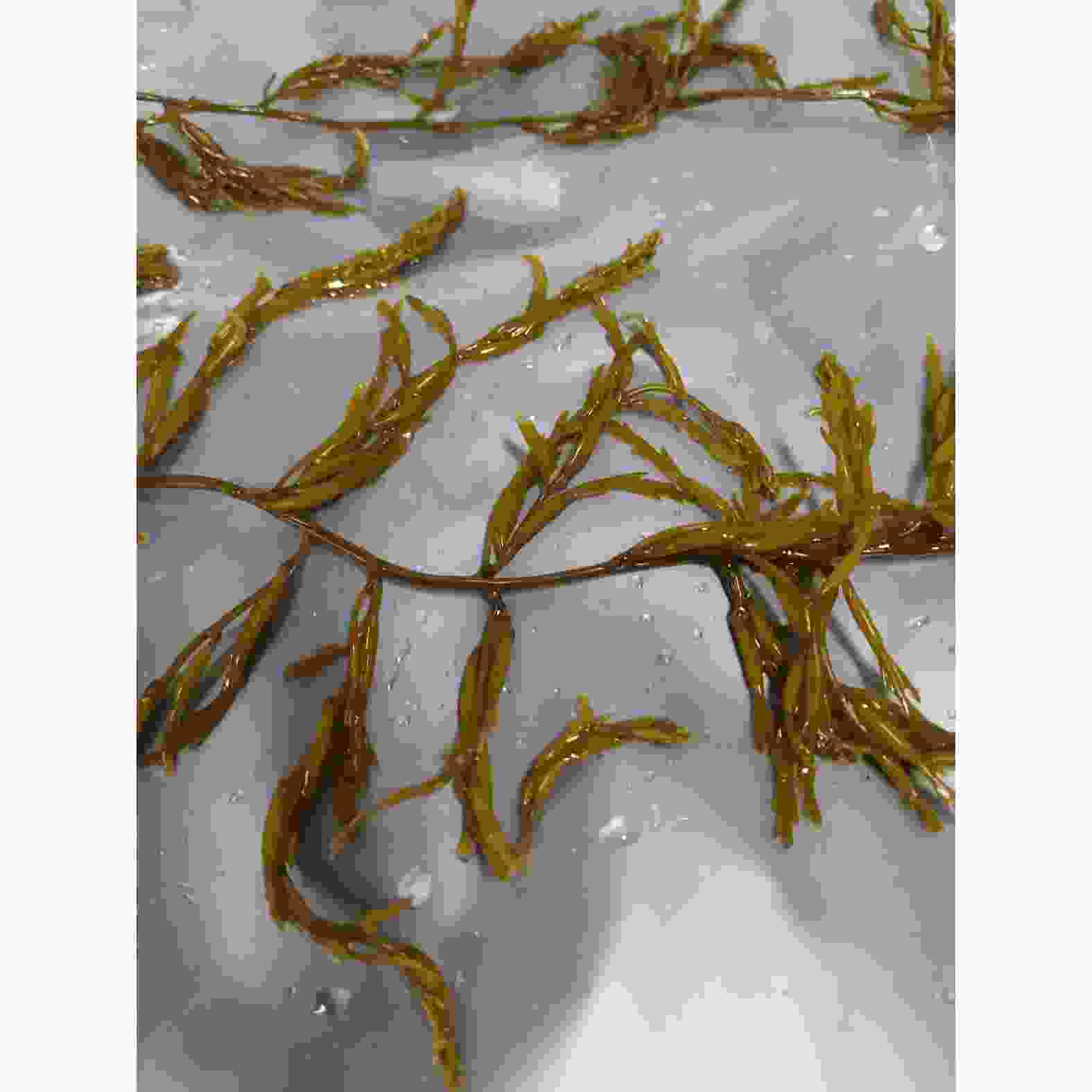 brown algae sargassum