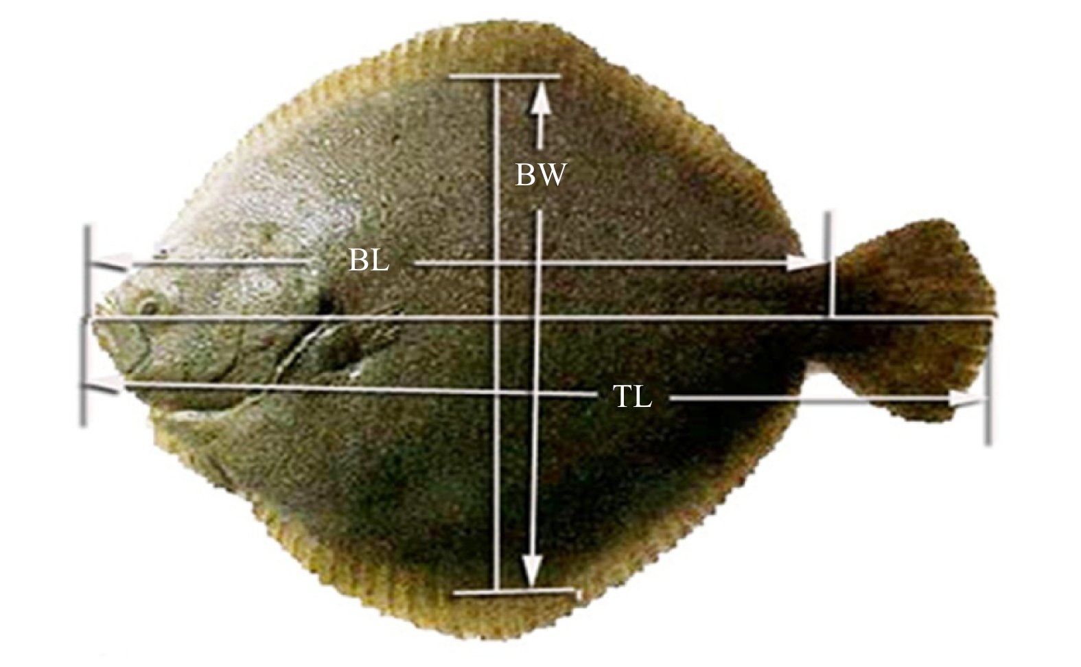Morphometric measurements taken on each fish. (Lt: Total length; LF: At